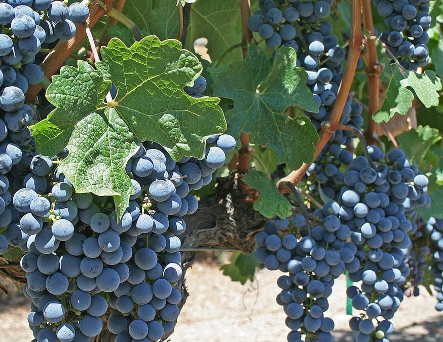 Not my grapes!