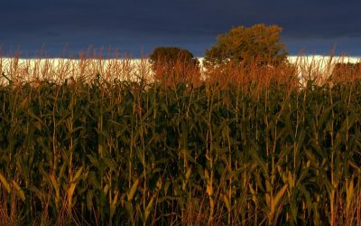 Bipartisan ag bill rewards climate friendly farmers