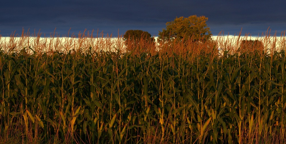 Bipartisan ag bill rewards climate friendly farmers
