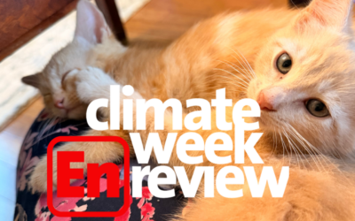 Climate Week En Review: Kittens